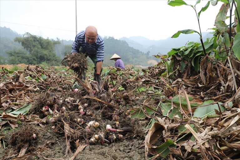 Lựa chọn những củ dong đạt tiêu chuẩn