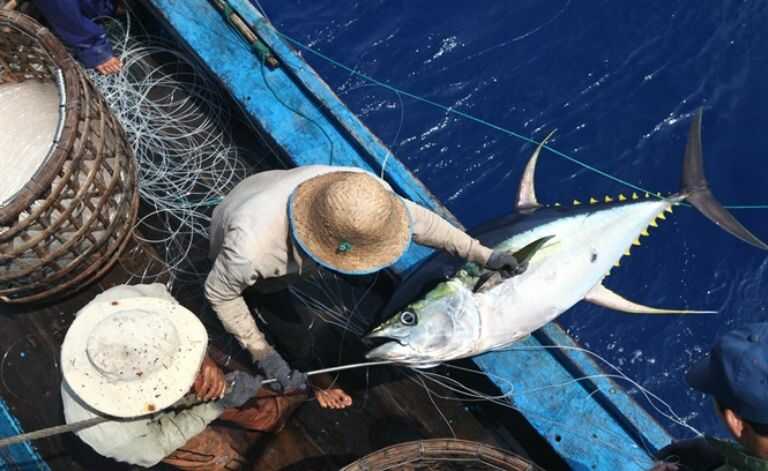 Ở Việt Nam, cá ngừ đại dương là một tài nguyên quan trọng tập trung chủ yếu ở các vùng biển miền Trung